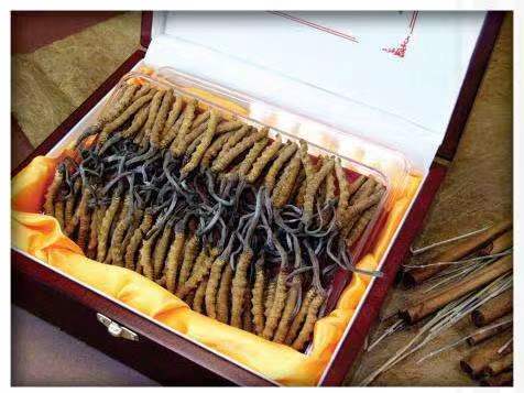 东成镇冬虫夏草回收